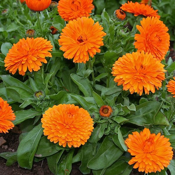 50 Seeds Calendula Pot Marigold (Calendula officinalis) Orange King ...