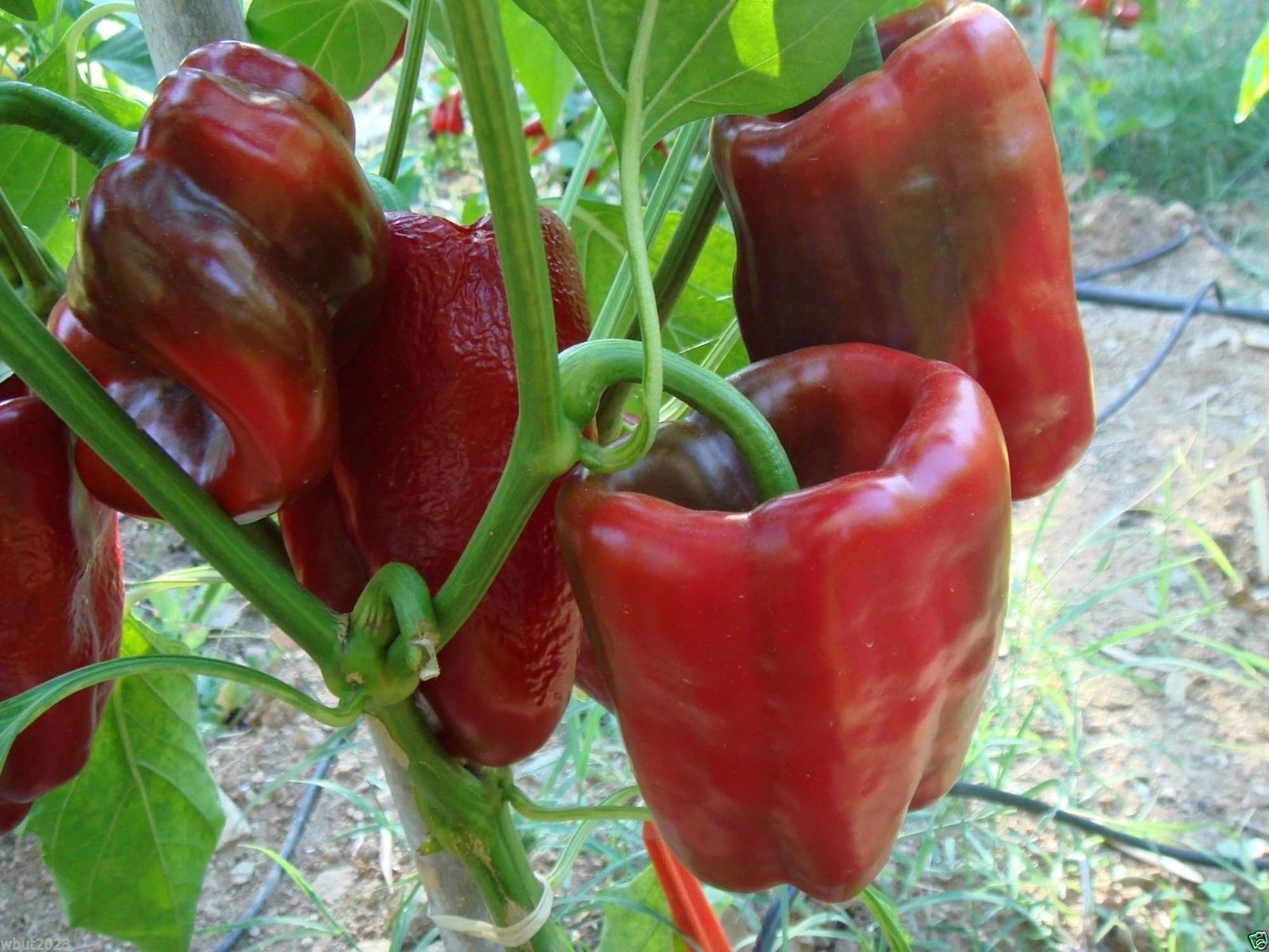 ANCHO GIGANTEA POBLANO (Capsicum annuum) 50 HEIRLOOM SEEDS - Vegetable ...