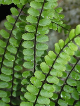 MAIDENHAIR SPLEENWORT fern 5 rhizome/root image 5