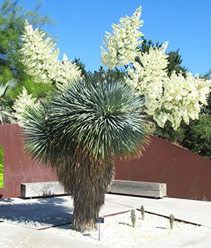 Primary image for 15 Seeds Yucca ROSTRATA