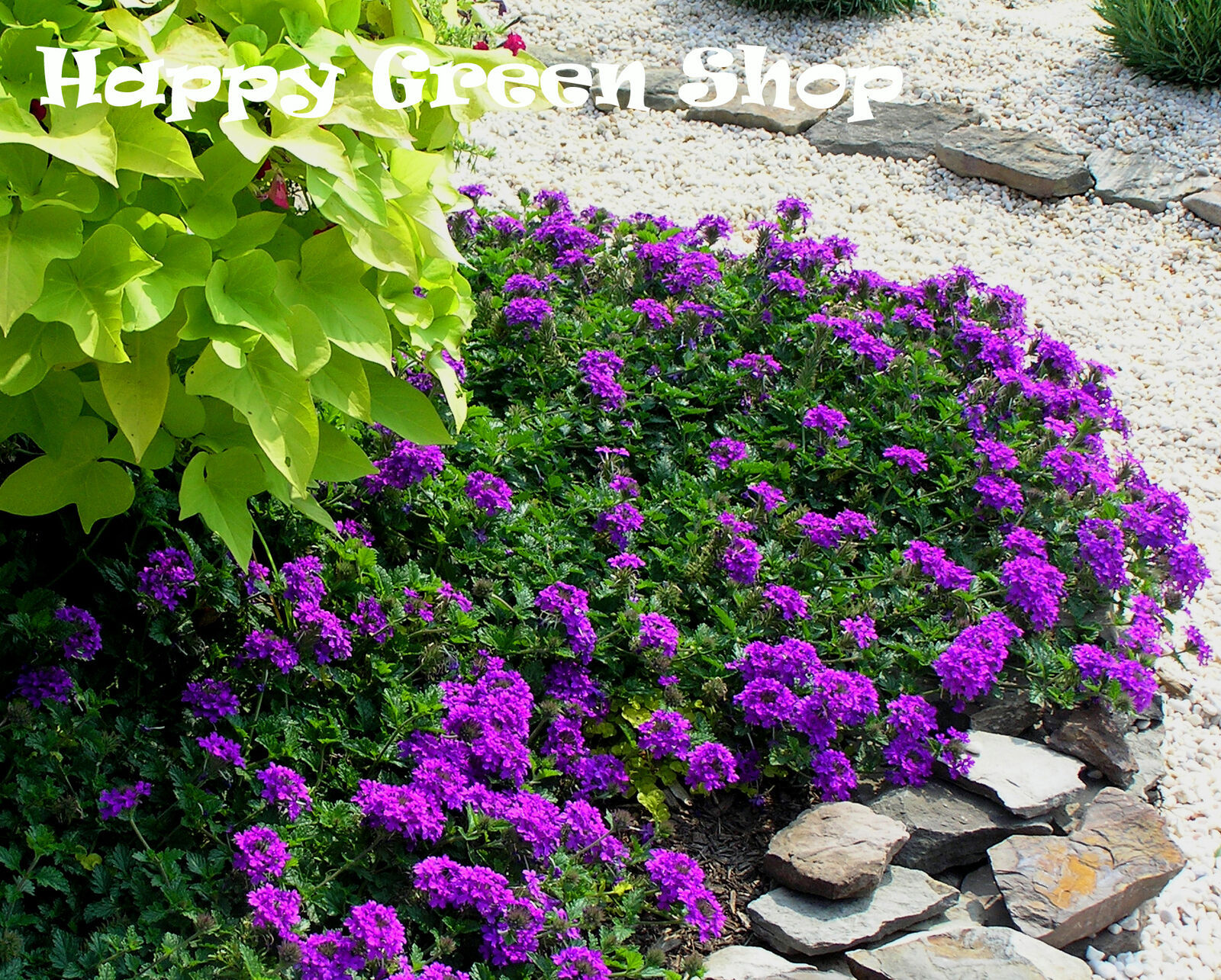 Moss Verbena 100 seeds Verbena tenuisecta venosa Annual Flower