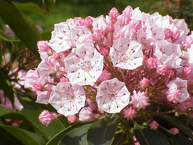 SENT FROM US 100 Mountain Laurel seeds (Kalmia latifolia) Ornamental ...