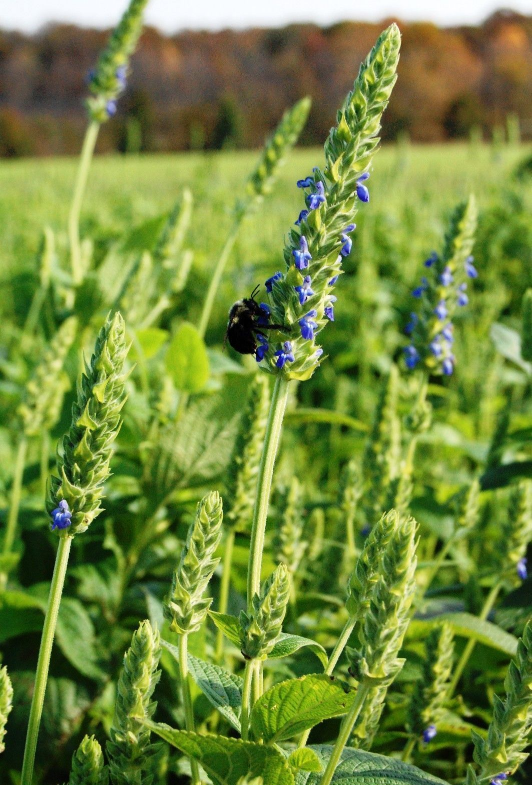 Chia Plant Seeds, An Ancient Superfood (1000 SEED) Grow Your Own