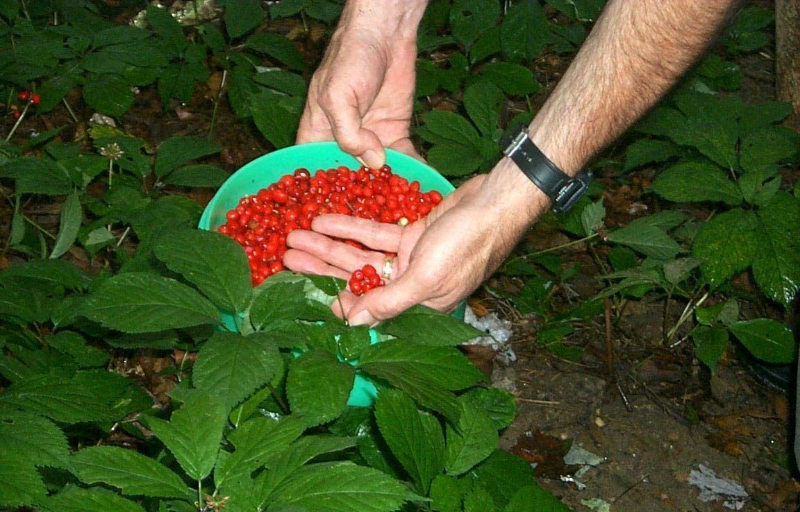 100 Seeds Stratified American Ginseng, Ready To Plant, Top Quality Grow