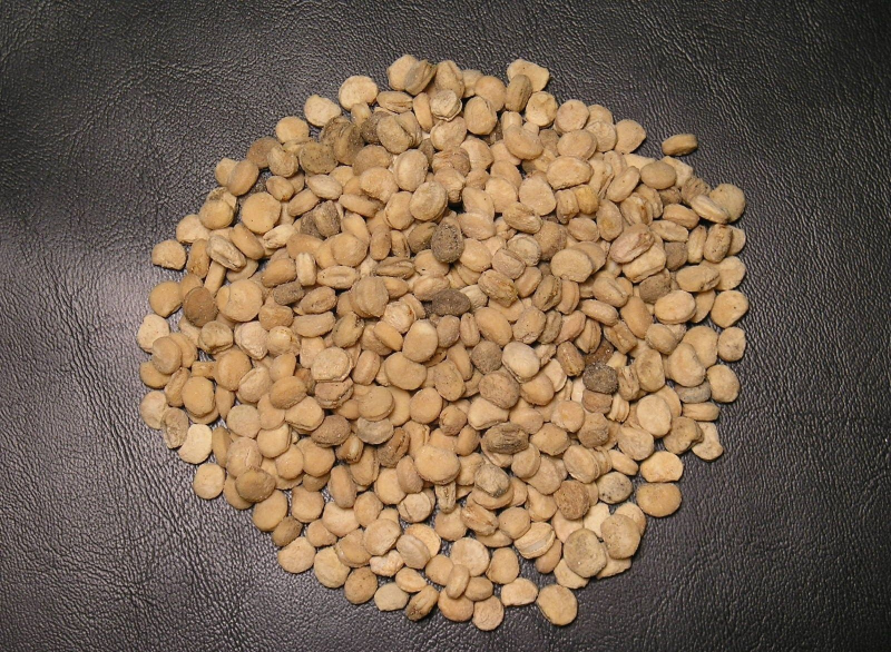 100 Seeds Stratified American Ginseng, Ready To Plant, Top Quality Grow