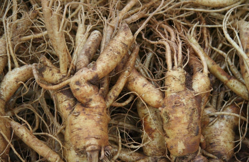 100 Seeds Stratified American Ginseng, Ready To Plant, Top Quality Grow