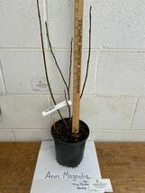 Ann Magnolia gallon pot shrub/tree image 3