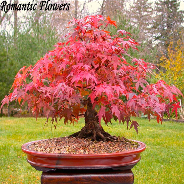 50 pcs bonsai maple tree seeds Grow your own bonsai
