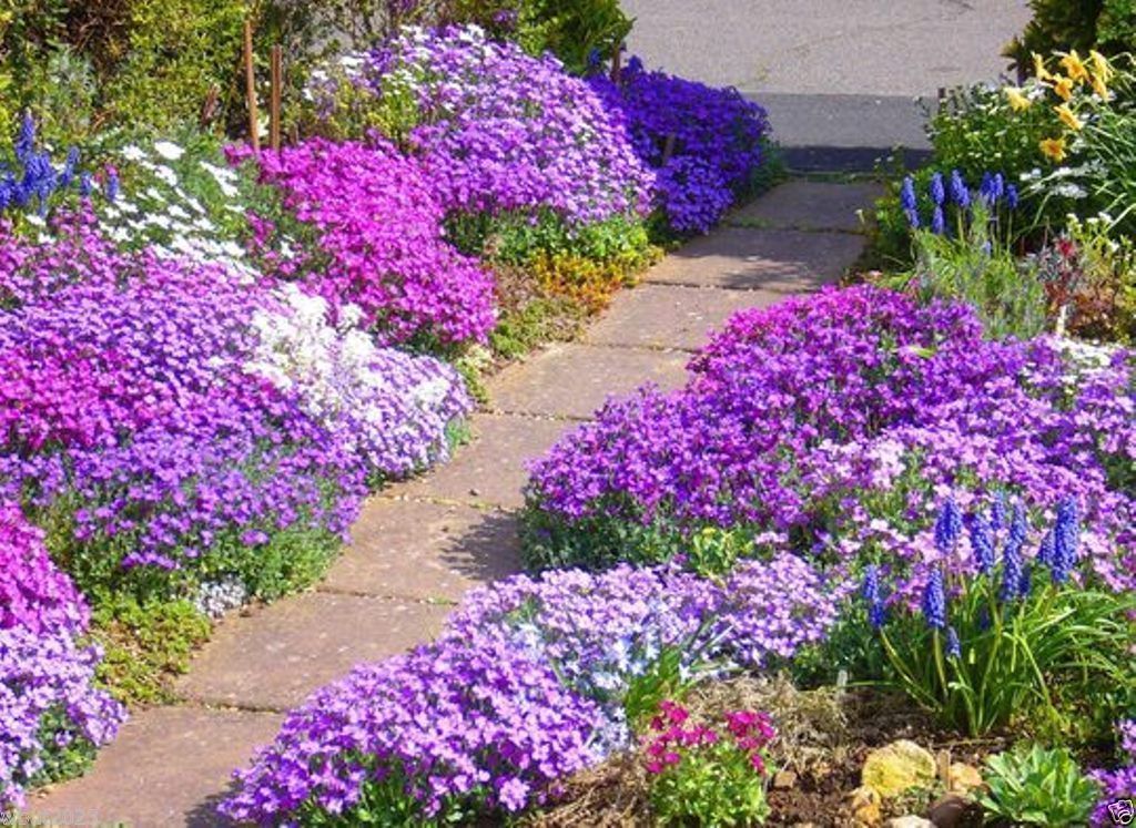 1000 Rock Cress Seeds Royal Mix (Aubrieta Hybrida) compact, ground cover Vine Seeds