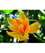 20 Michelia champaka garden plant Seeds for sale/ Tropical plant seeds online  - $2.99