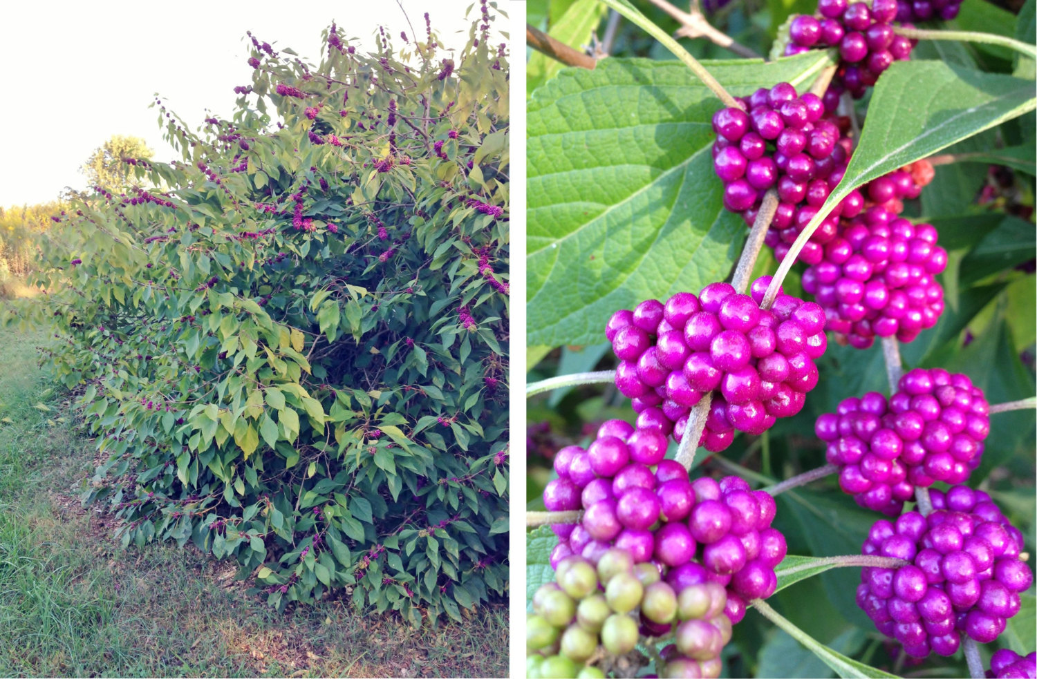 American Beauty Berry 50 berries = 200 seeds Beautyberry Ships fast