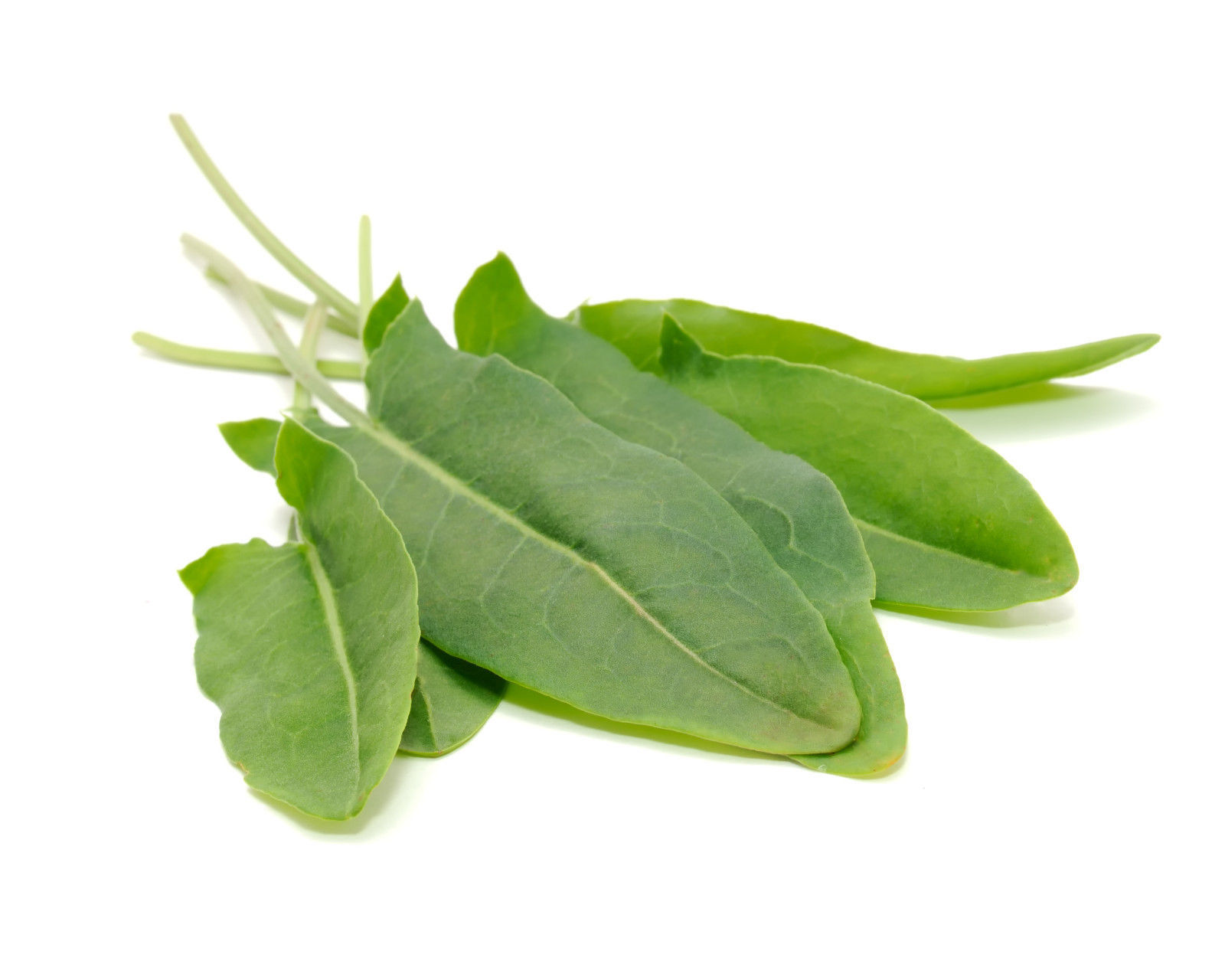 10,000 Large Broad Leaf Garden Sorrel Seeds Wholesale Spinach Dock