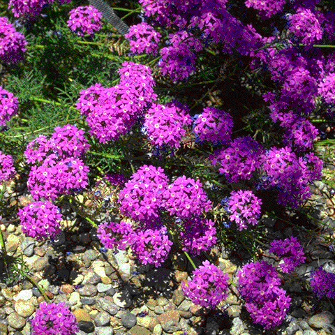 Moss Verbena (verbena Tenuisecta) Purple - 300 Seeds - Seeds & Bulbs