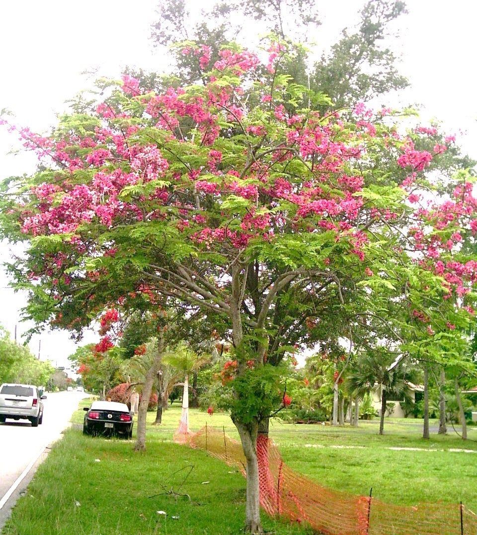 CASSIA JAVANICA NODOSA, pink & white shower tree beautiful flowers seed ...