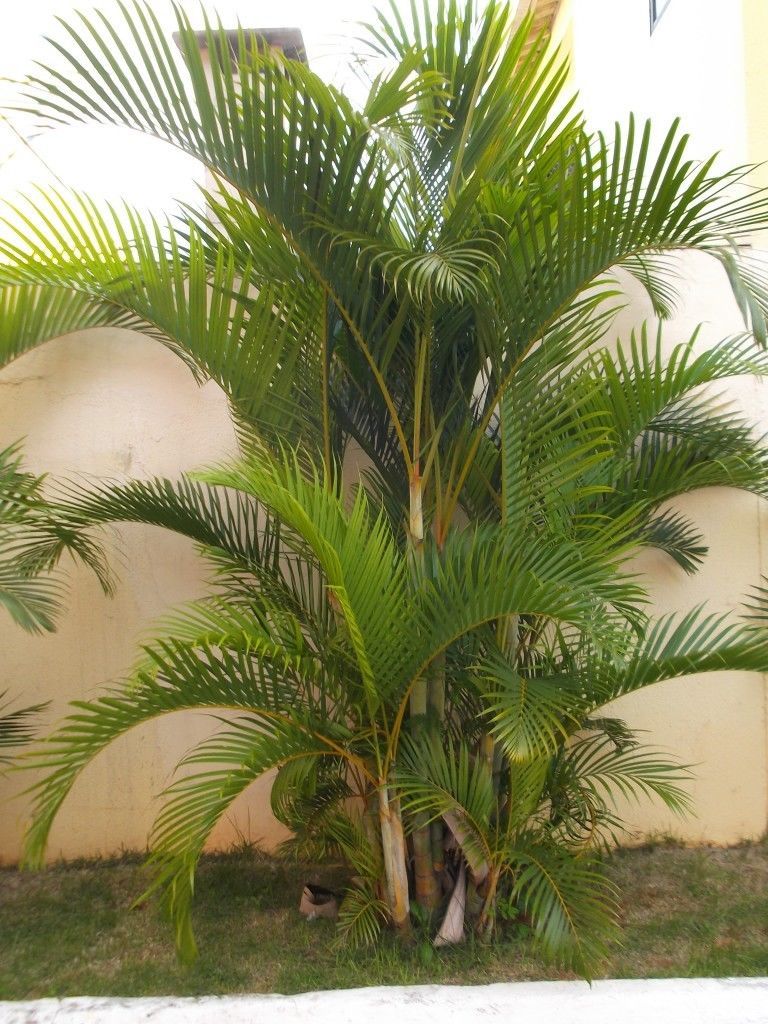 Areca Palm Dypsis Lutescens Golden Cane And 50 Similar Items