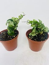 (Pack of 2) Hindu Indian Rope Plant- Hoya Exotic 4" Pot from JMBAMBOO - $25.47