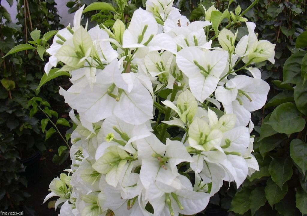 Bougainvillea white 3 cuttings rare * root now indoors for flowers