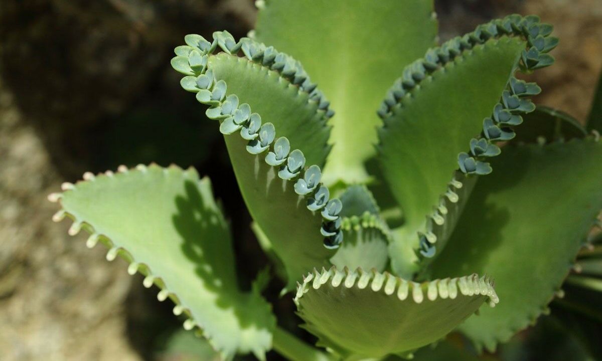 Kalanchoe laetivirens, Mother of Thousands, 5 plantlets - Plants ...