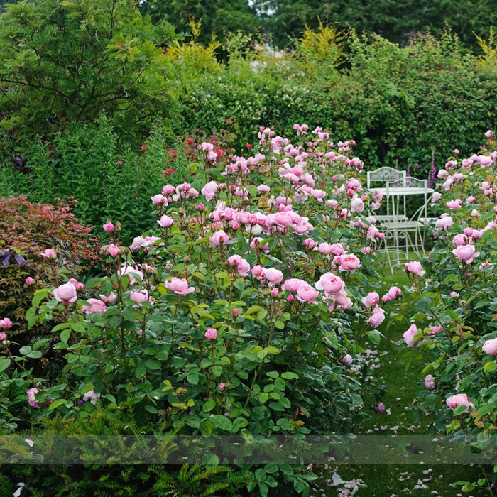 Download Rare Dark Pink Cupped Flat Double Bloom Rose Shrub Flower ...