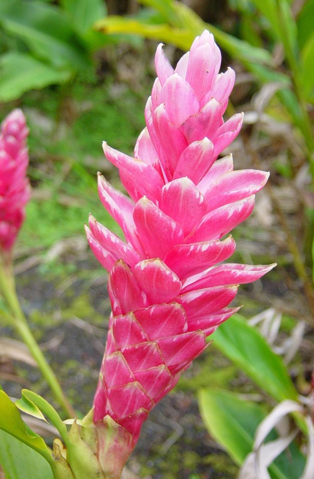 Hawaiian Pink Ginger Plant  Root 1 Pk 2 Roots Per Pack 