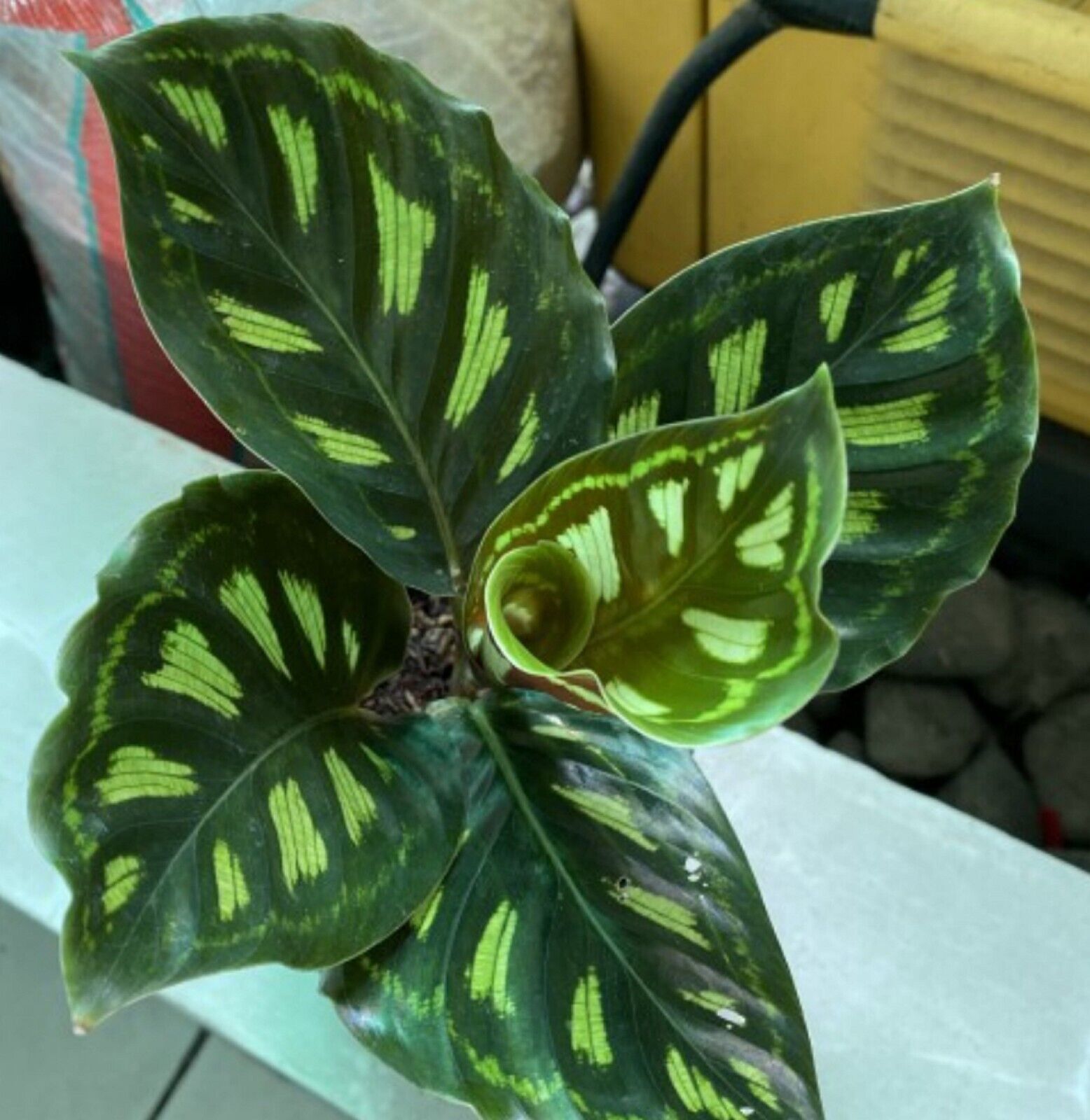 Live Plant Calathea Libbyana free Phytosanitary Certificate - Home Décor