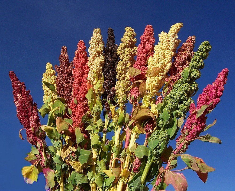 Brightest Brilliant Quinoa 50 Seeds Other Seeds & Bulbs