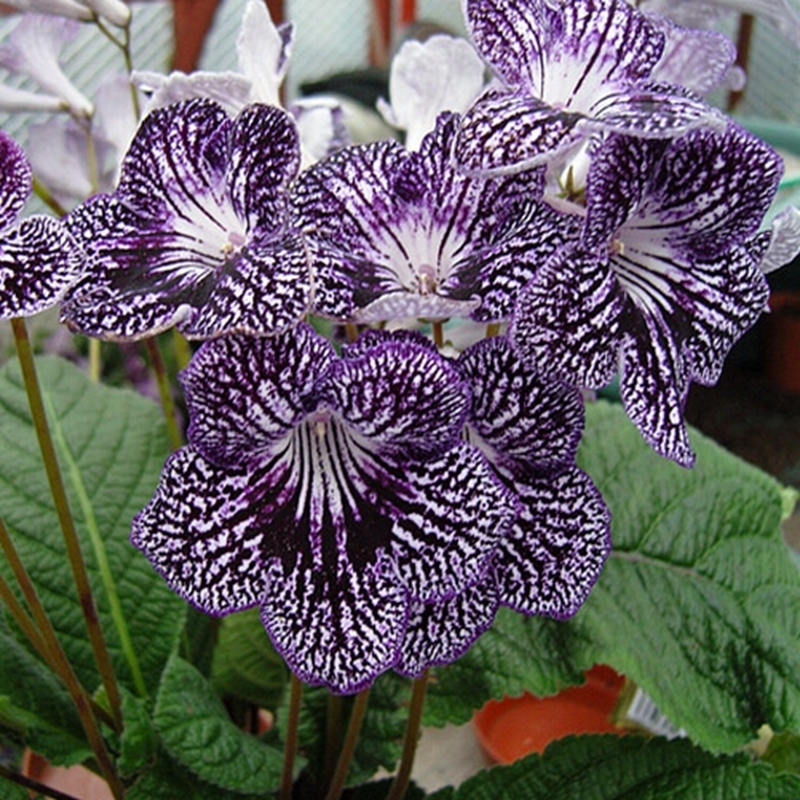 6Seeds/Bag Streptocarpus Cape primrose Seeds Large Spin Fruit Flower