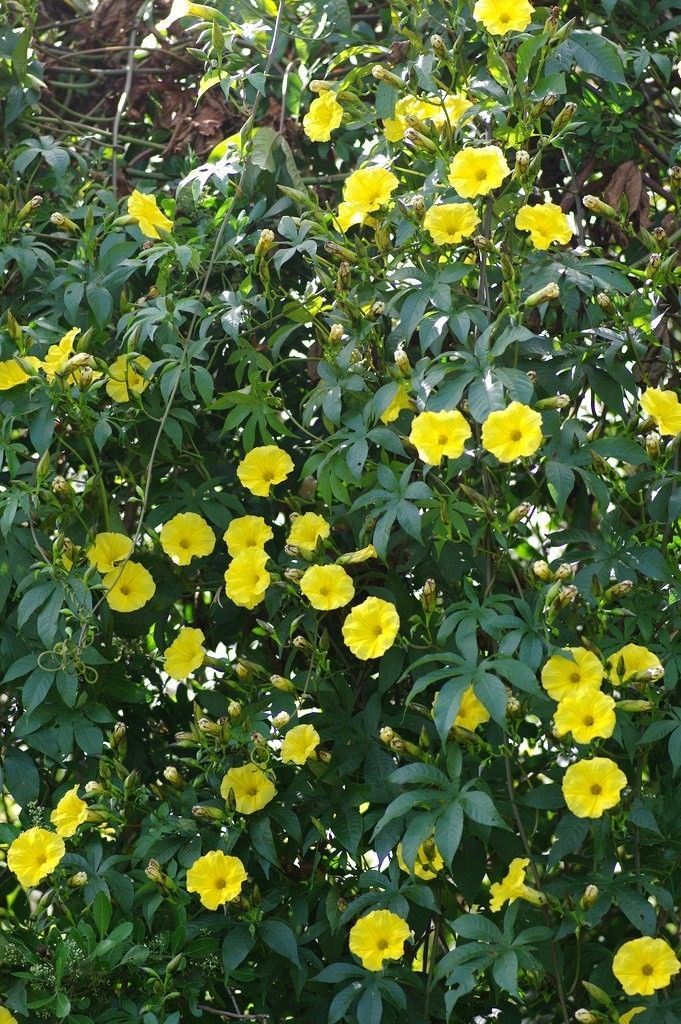 MERREMIA TUBEROSA, wood rose vine yellow flower morning glory Ipomoea ...