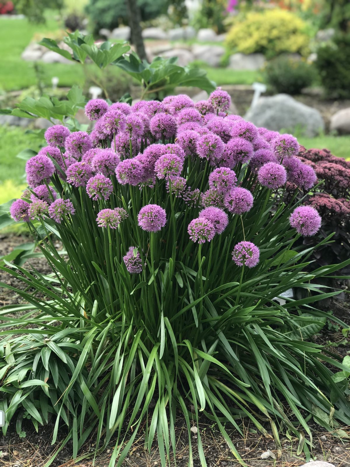 ALLIUM 'MILLENIUM' Ornamental Onion Perennial Plant Beautiful Gardening ...