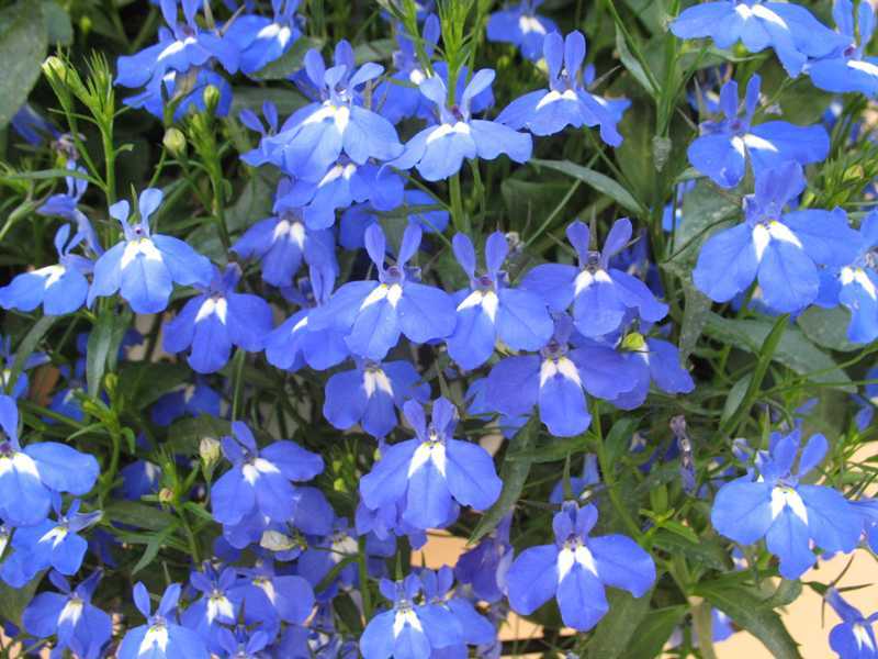 100 Lobelia Seeds - Blue Carpet