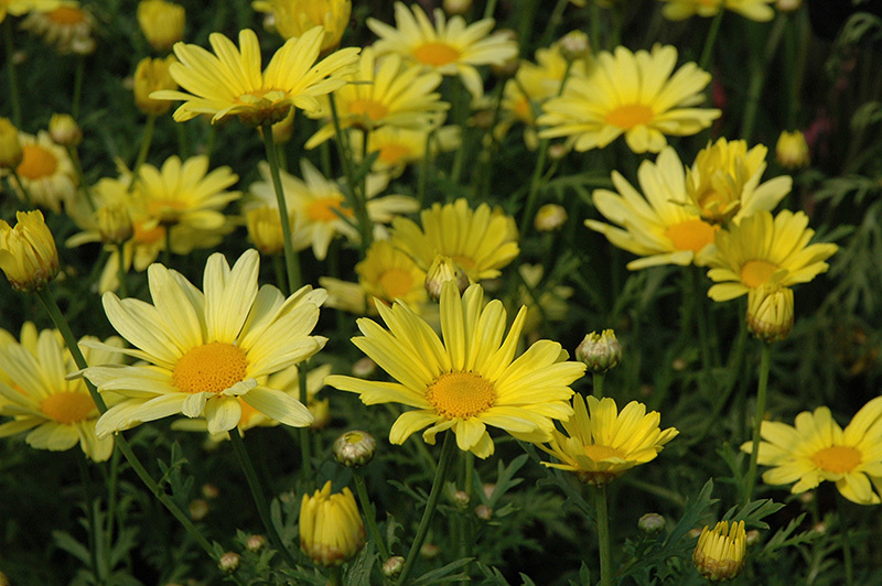 100 Yellow Marguerite Daisy Seeds - Seeds & Bulbs