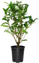 Camellia Sinensis Tea Plant | 2 Large Live Trees | Grow and Brew Your Ow... - $59.99