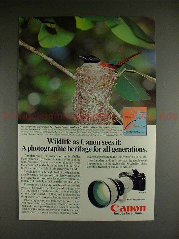Primary image for 1982 Canon F1 Camera Ad, w/ Black Paradise Flycatcher!!