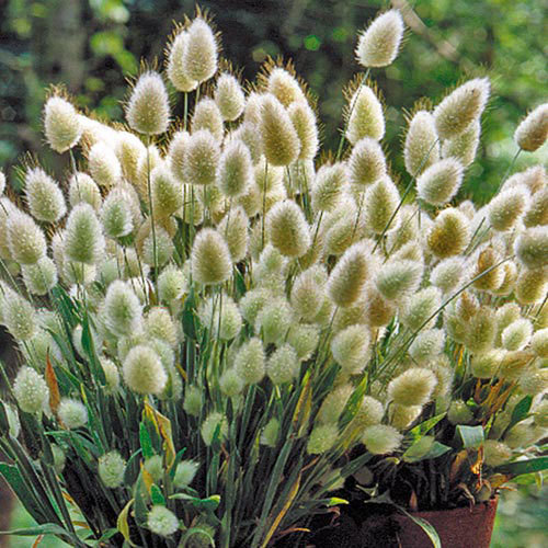 100PCS LAGURUS OVATUS BUNNY TAIL GRASS GARDEN ORNAMENTAL BONSAI SEEDS PLANT SEED