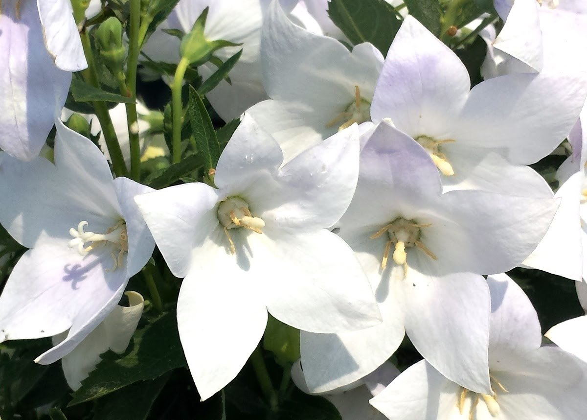 25 White Balloon Flower Seeds Seeds & Bulbs