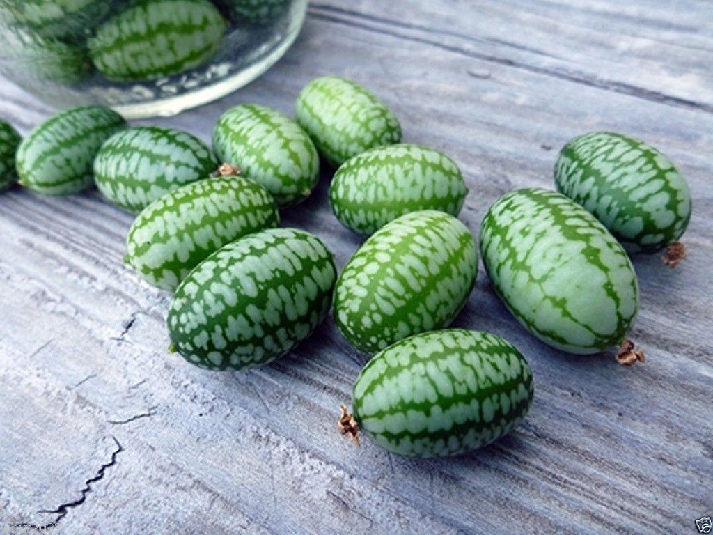 Mexican Sour Gherkin Cucumber,25 Seeds ! looks like miniature watermelons.