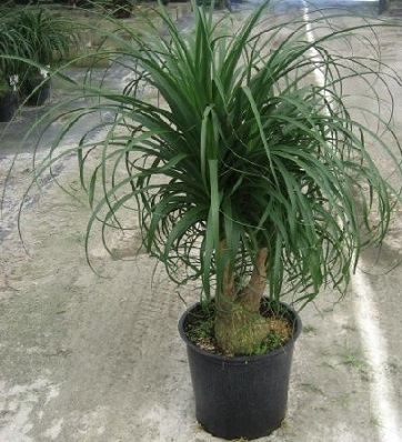 10 Red Ponytail Palm, Beaucarnea Guatemalensis Palm Tree Seeds - Seeds ...