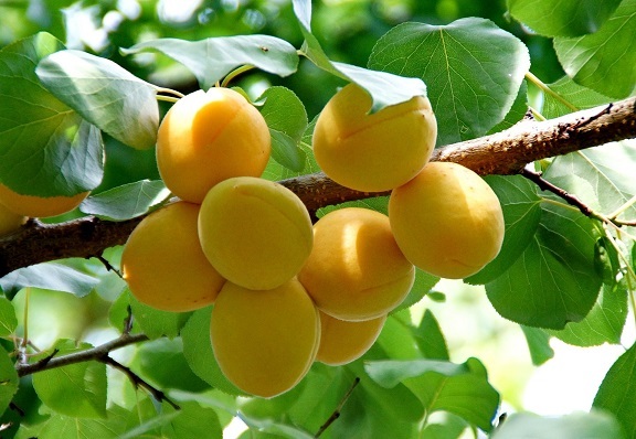 10 Manchurian Apricot Prunus Mandshurica Fruit Tree Seeds Seeds And Bulbs