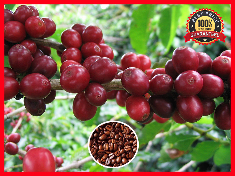 100+ Pcs Coffee Bean Plant Seeds ARABICA COFFEE Plant