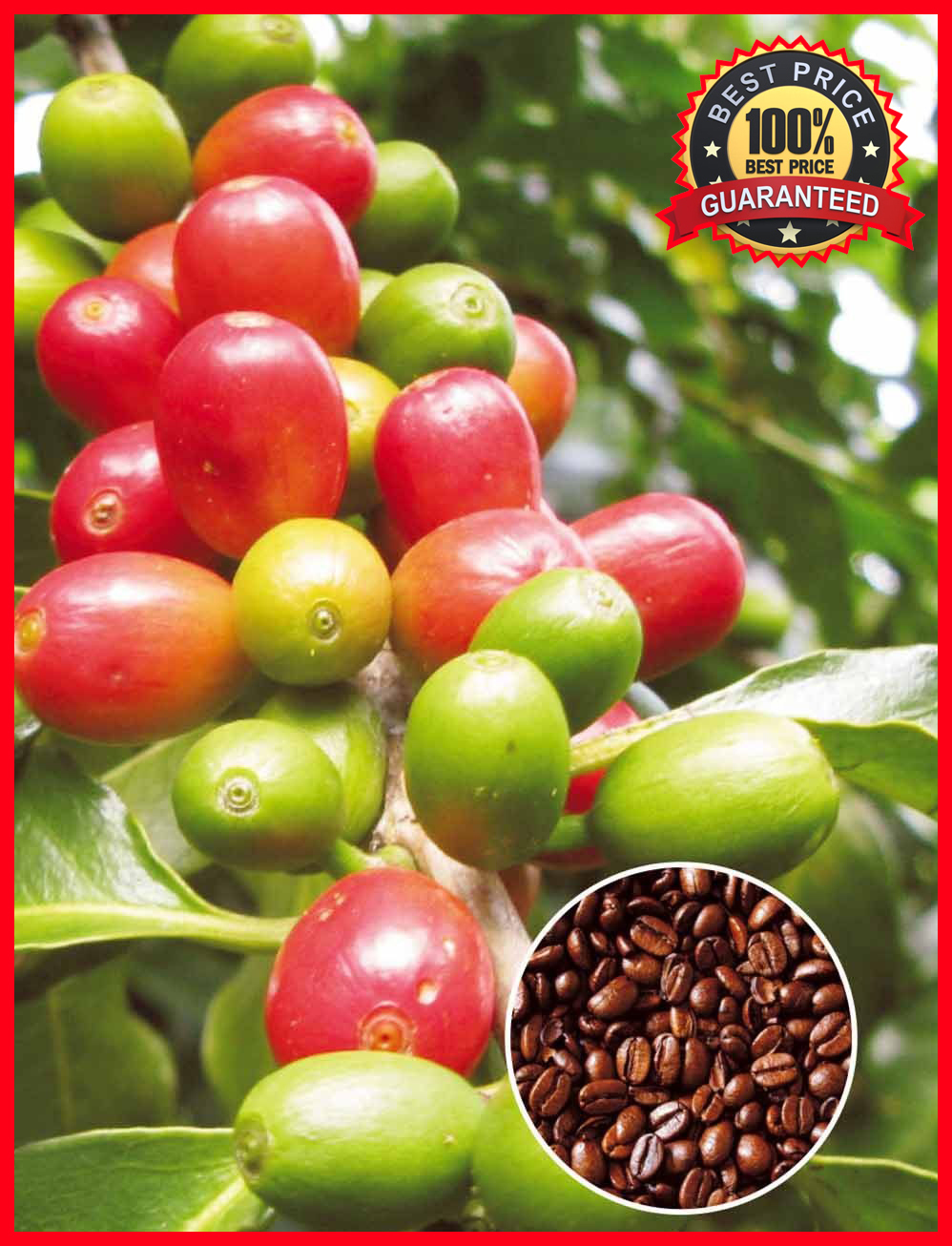 100+ Pcs Coffee Bean Plant Seeds ARABICA COFFEE Plant