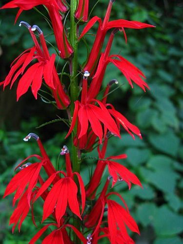 Primary image for 50 Cardinal Flower Seeds