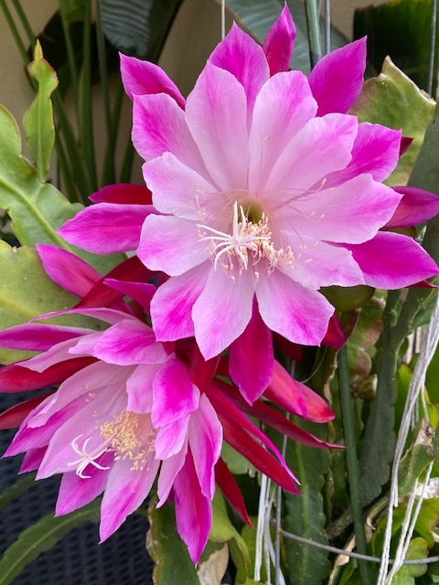 2 X Fresh cutting Epiphyllum Hybrid Clown sale stem Cutting 