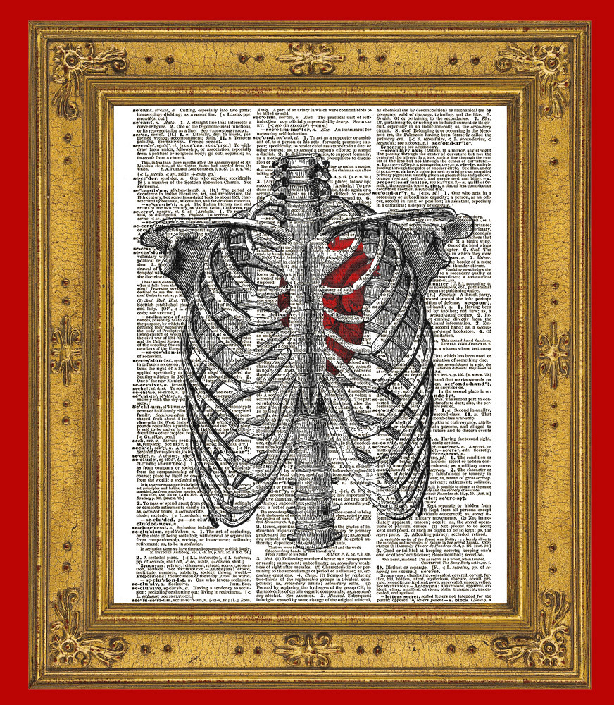 HUMAN RIB CAGE Anatomy Diagram with Red Heart Vintage ...