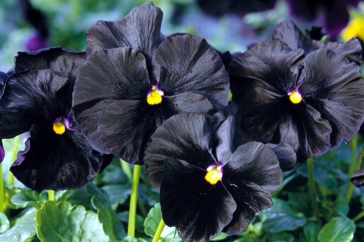 50 Black Pansy Flower Seeds - Seeds