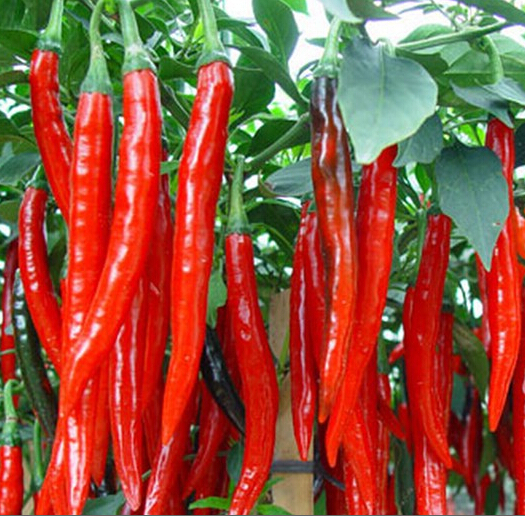 100 Pepper - Cayenne Red Seeds