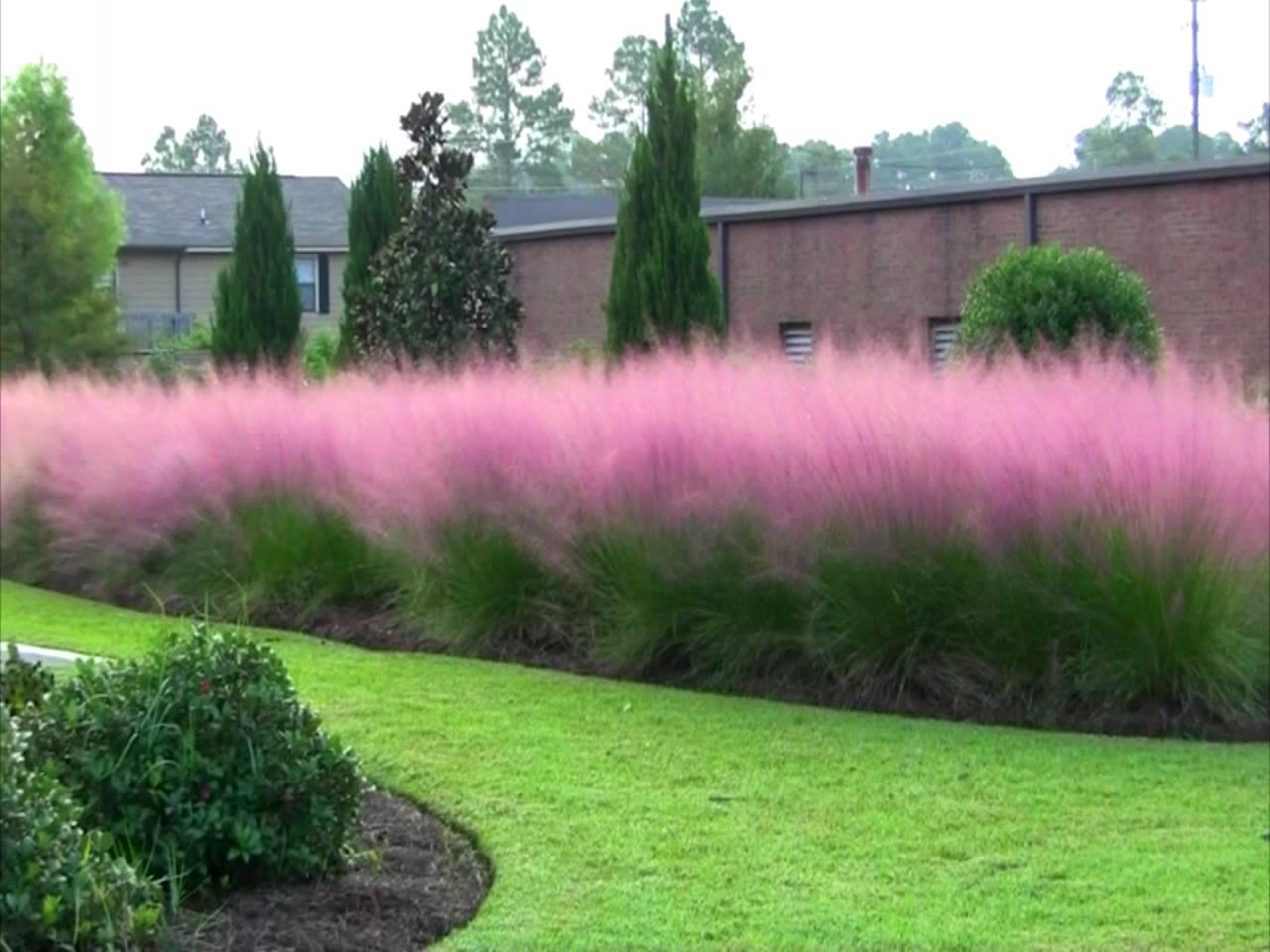 pink pampas grass decor