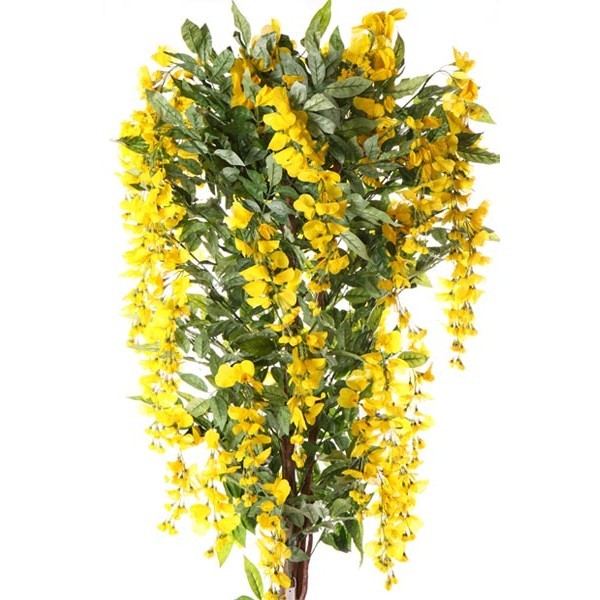 Beautiful Yellow Wisteria Flower Tree Seed and 50 similar items