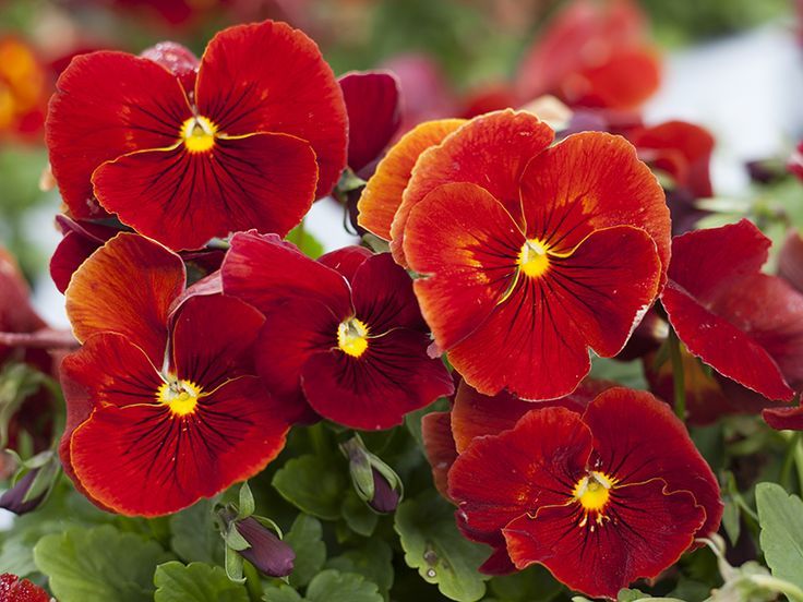 50 Pansy- Scarlet Flower Seeds