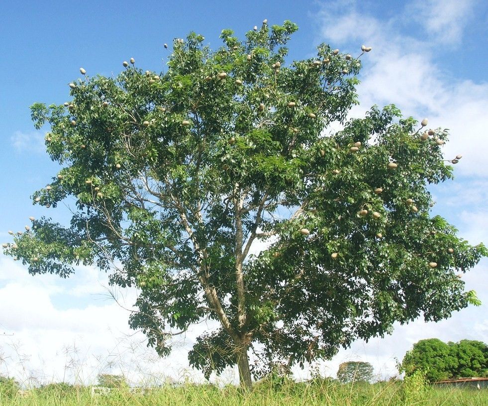 Swietenia macrophylla, GIANT SEED mahogany timber big tree hard wood 10 ...