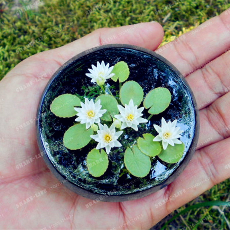10 Pcs Mini Lotus Flower Seeds, Diy Potted Plants Indoor